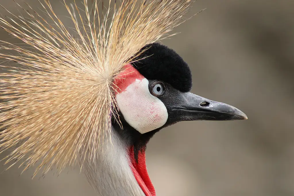 Canon RF75-300mm F4-5.6 lens close-up view