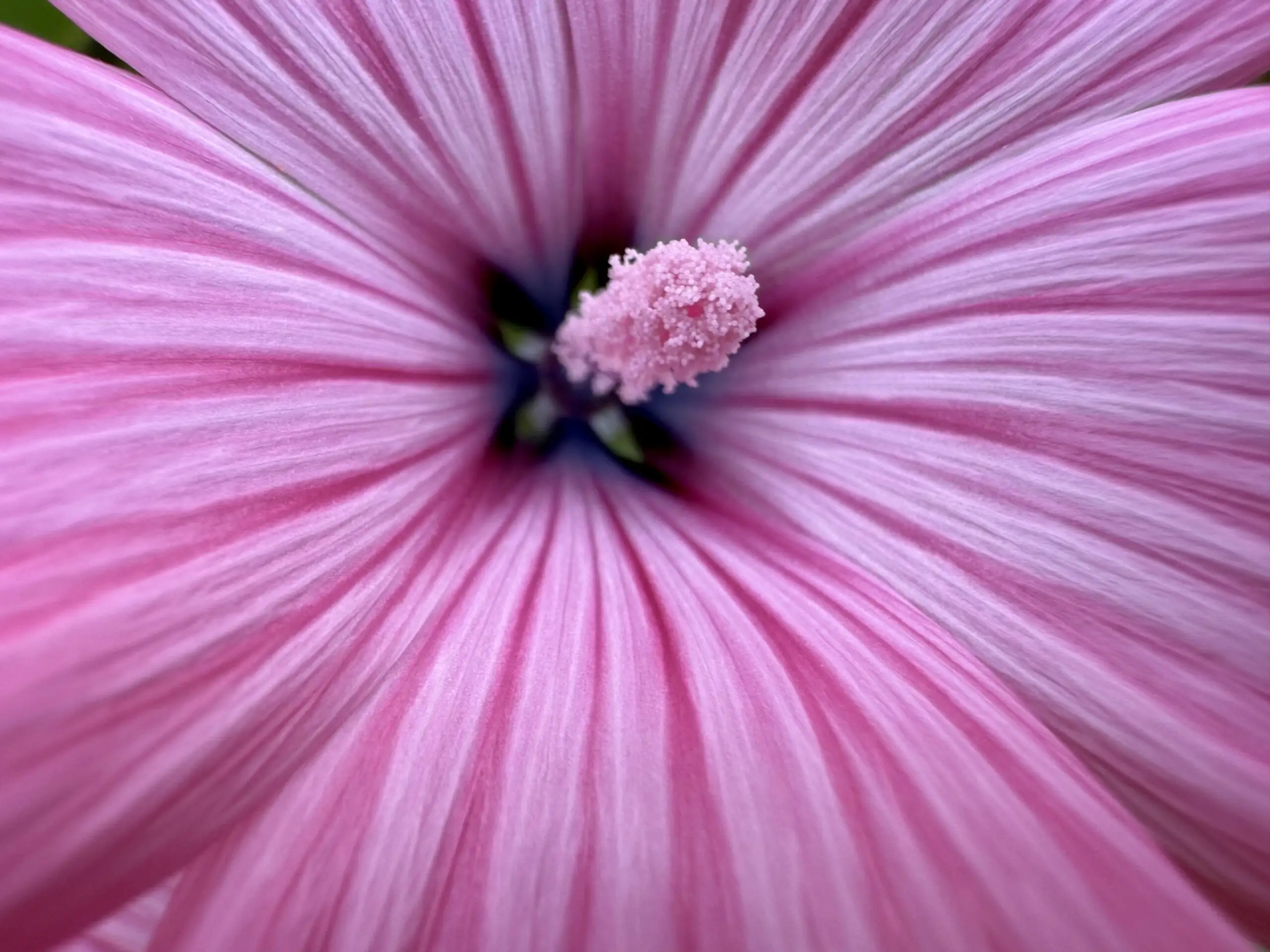 iPhone 16 Pro titanium frame front view