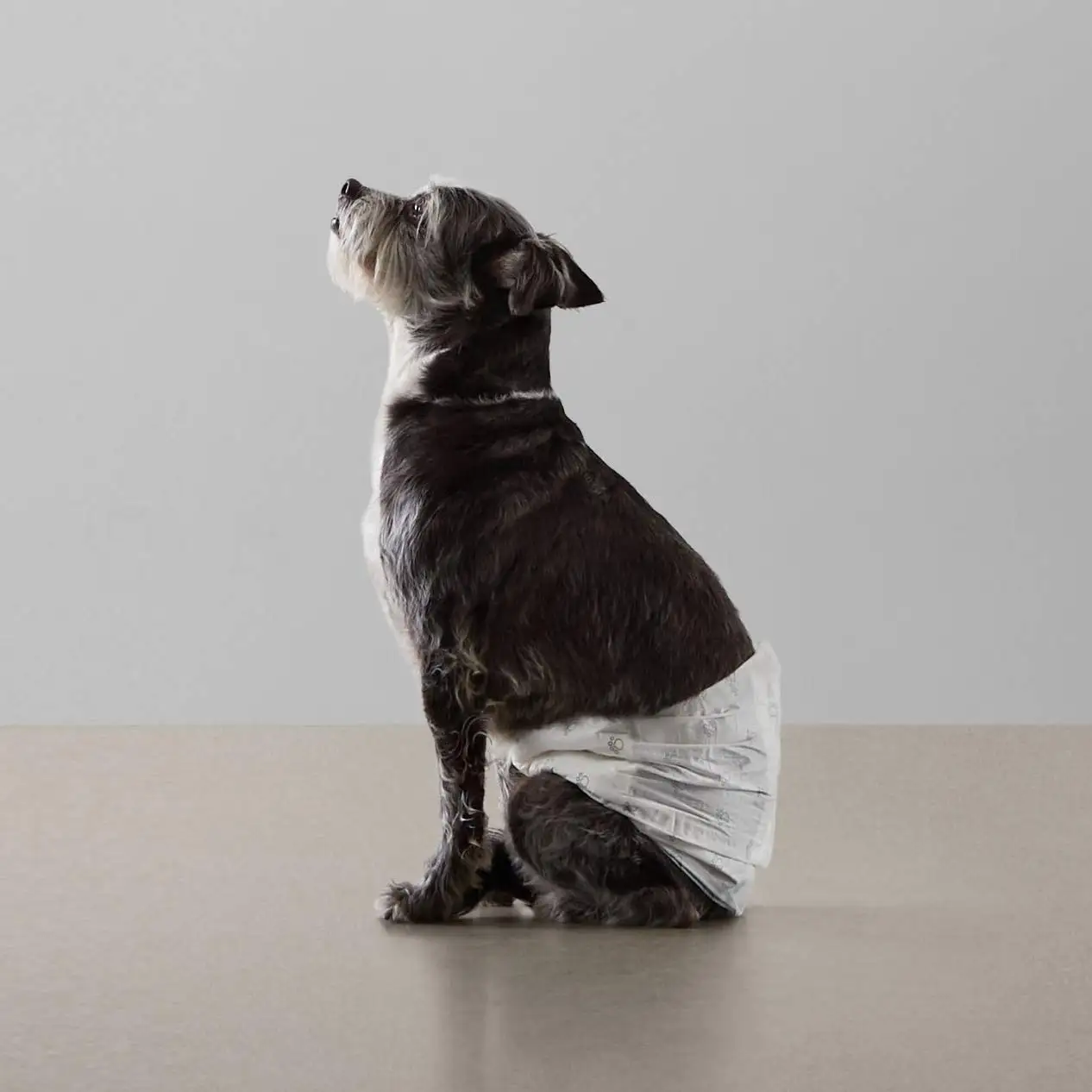 Amazon Basics male dog diapers close-up view